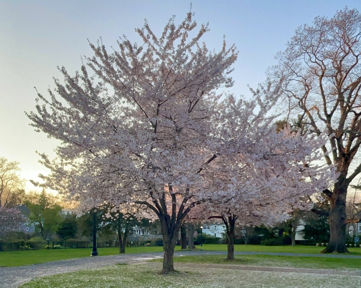 Cherry trees in full blossom beside a curving park path at sunset, petals scattered on the grass