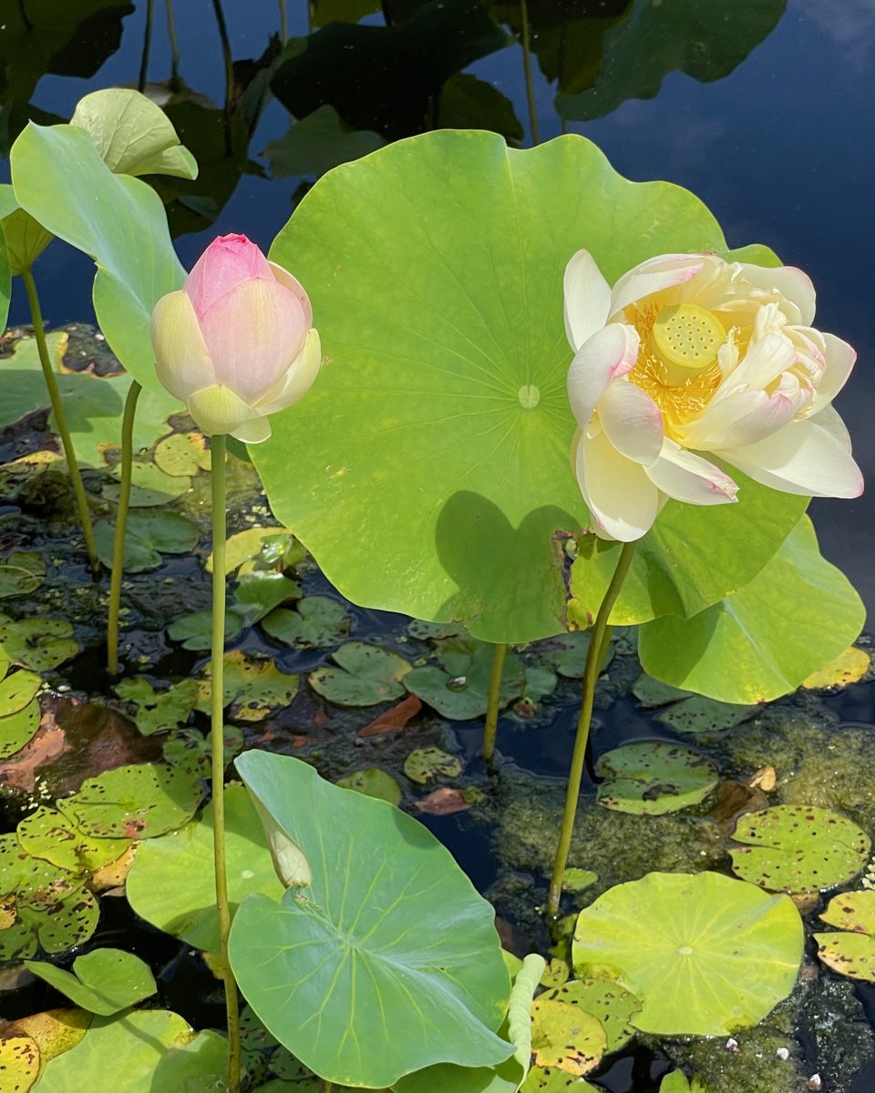 A closed pink lotus bud and a fully opened cream lotus flower rising side by side on tall stems above broad green leaves and dark water