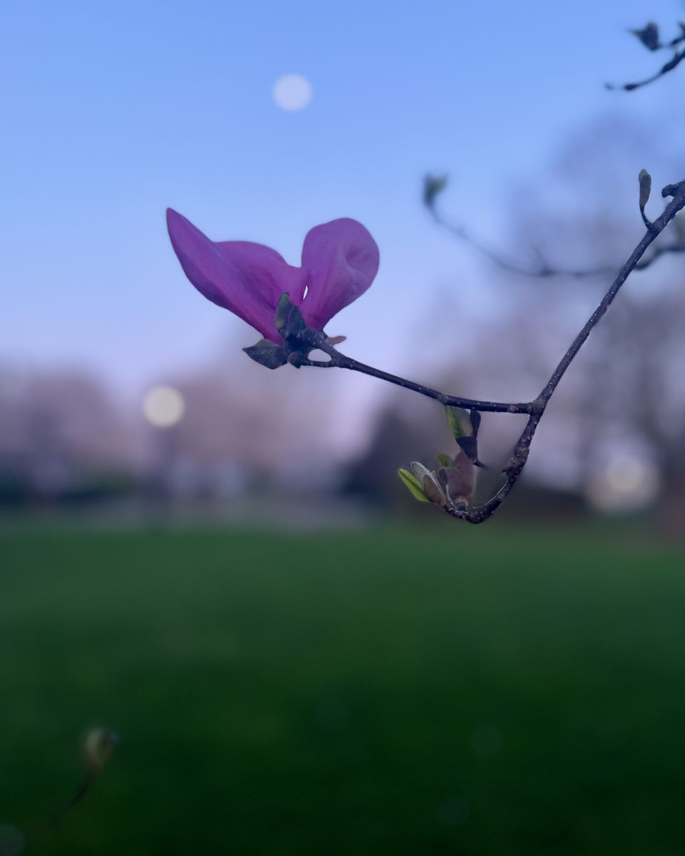 A single magnolia bloom opening on a bare branch against a soft blue evening sky, new buds below